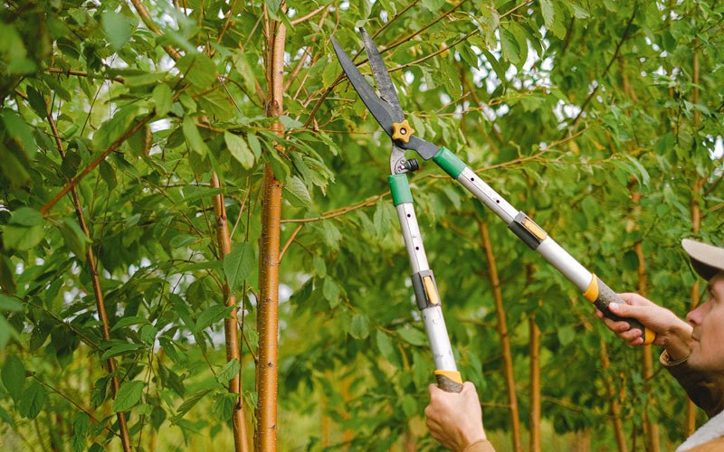Tree trimming in Eagan, TN